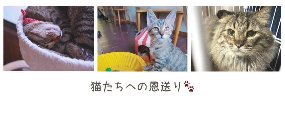 猫ブログのヘッダー