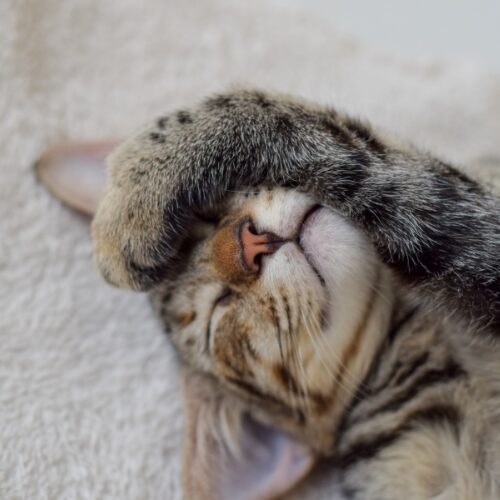 保護猫活動